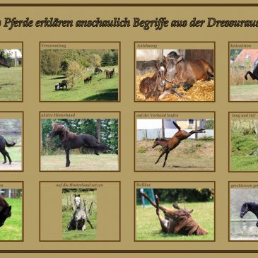 Reitlehre