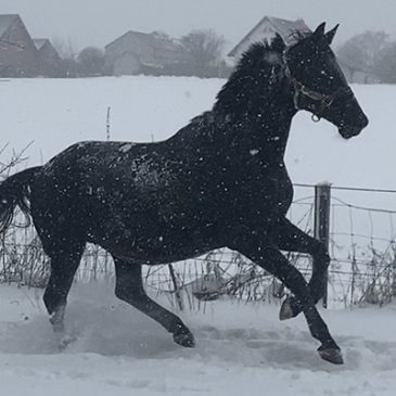 2021 Pferde im Schnee